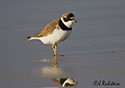 Charadrius semipalmatus